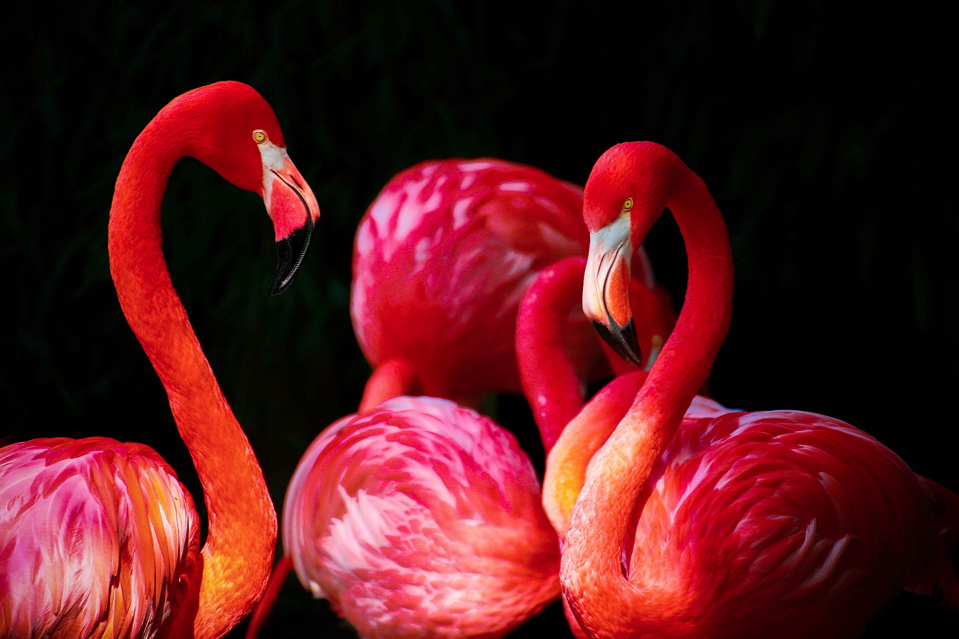 Flamingos