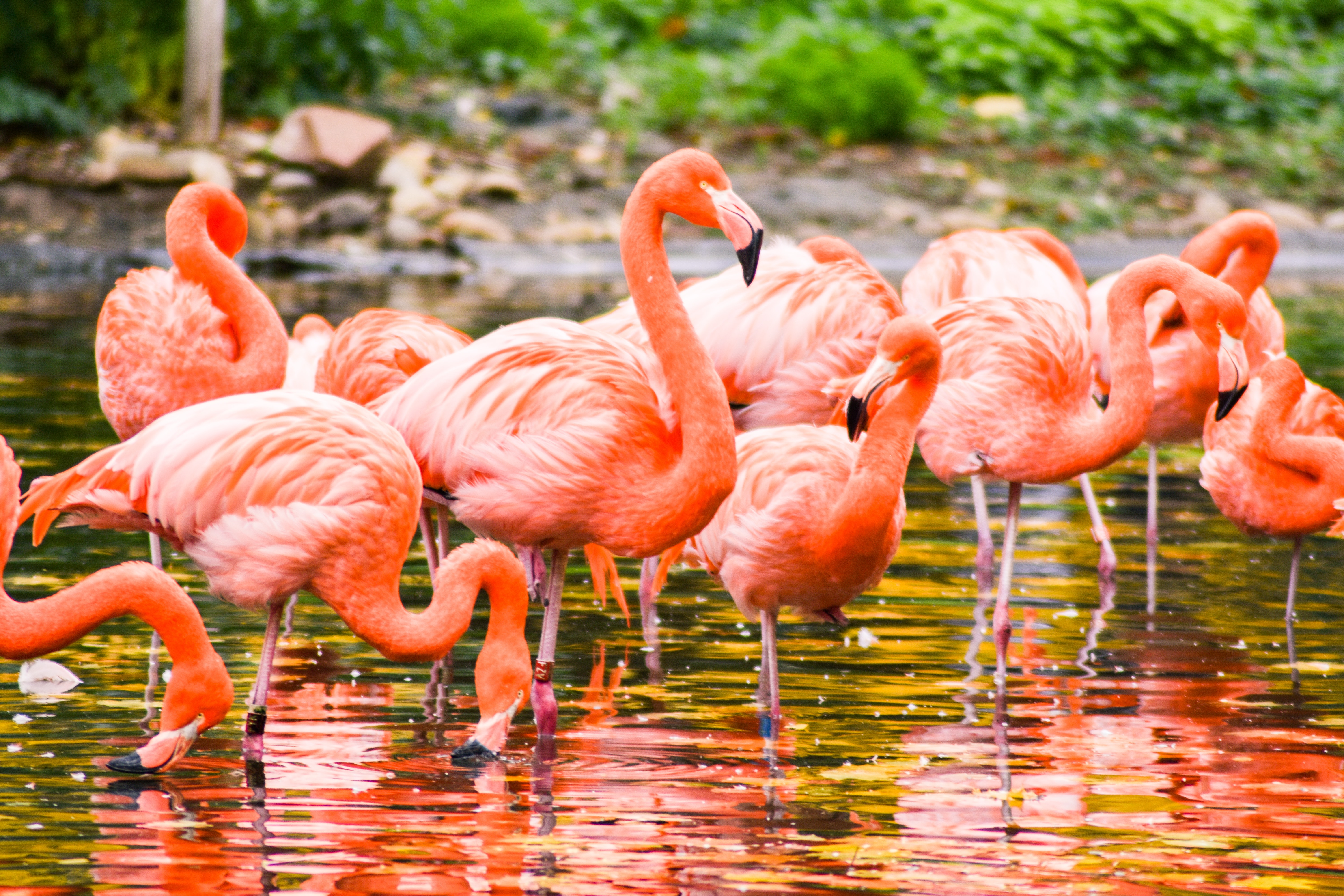 Flamingos