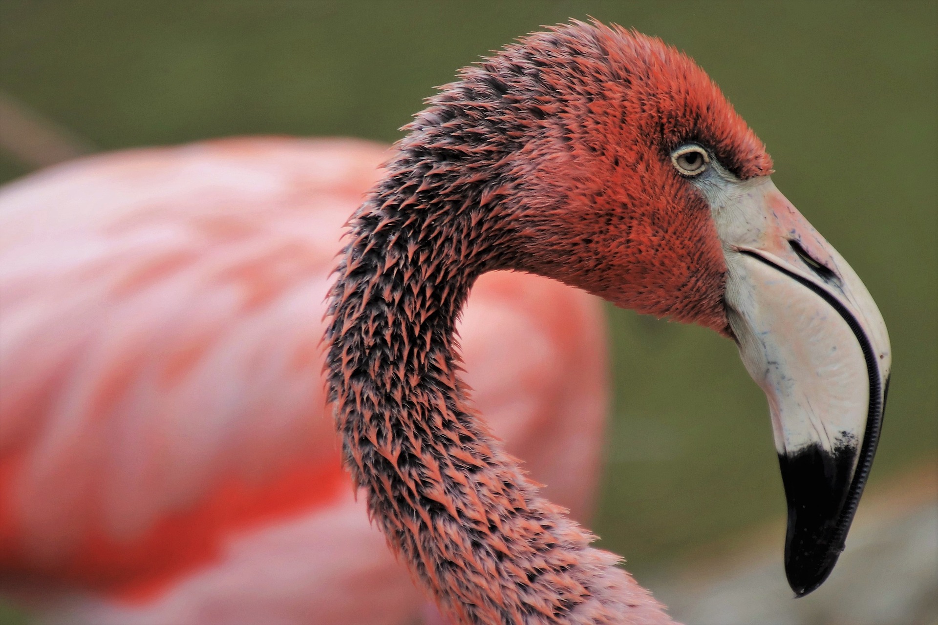 Flamingos