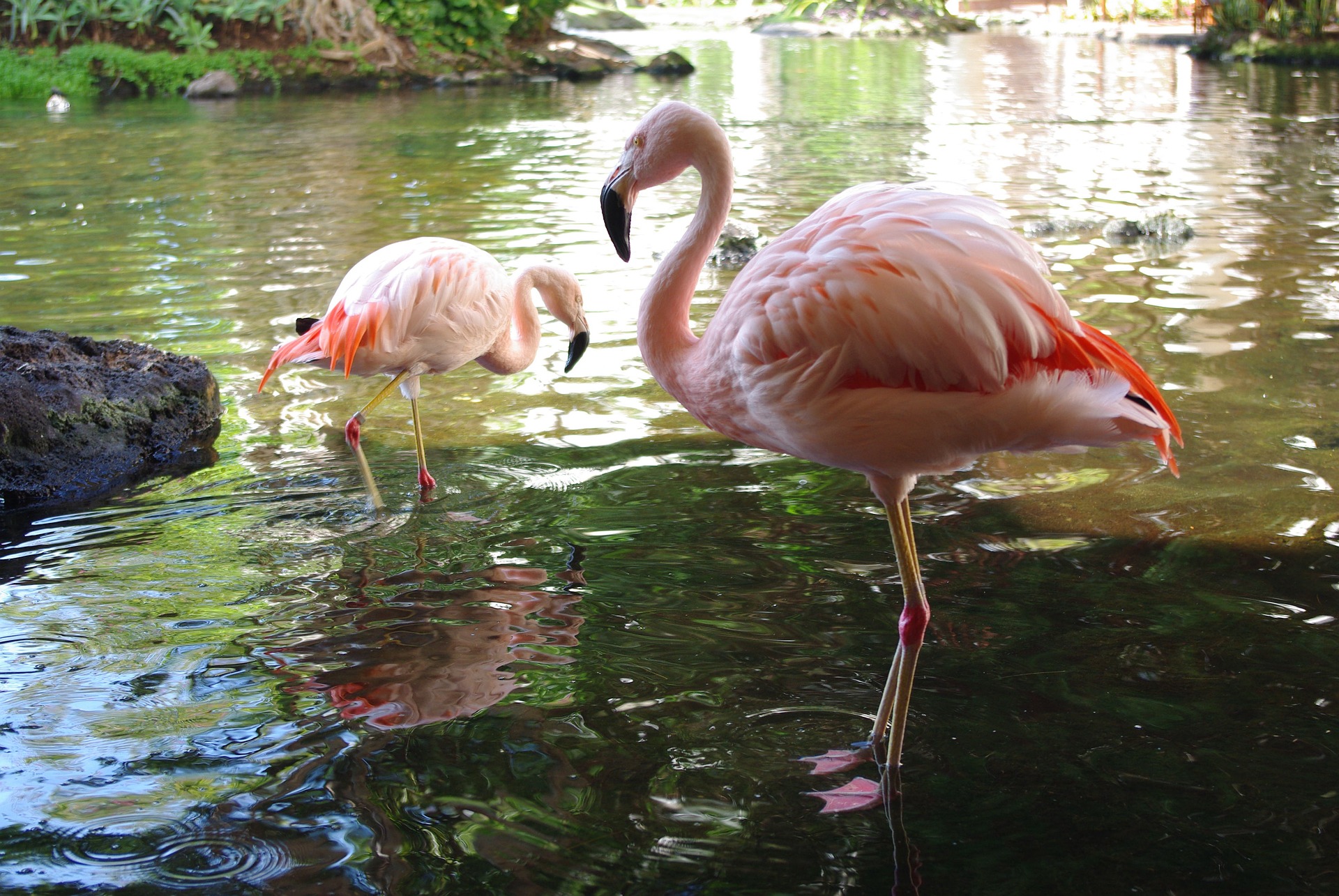 Flamingos