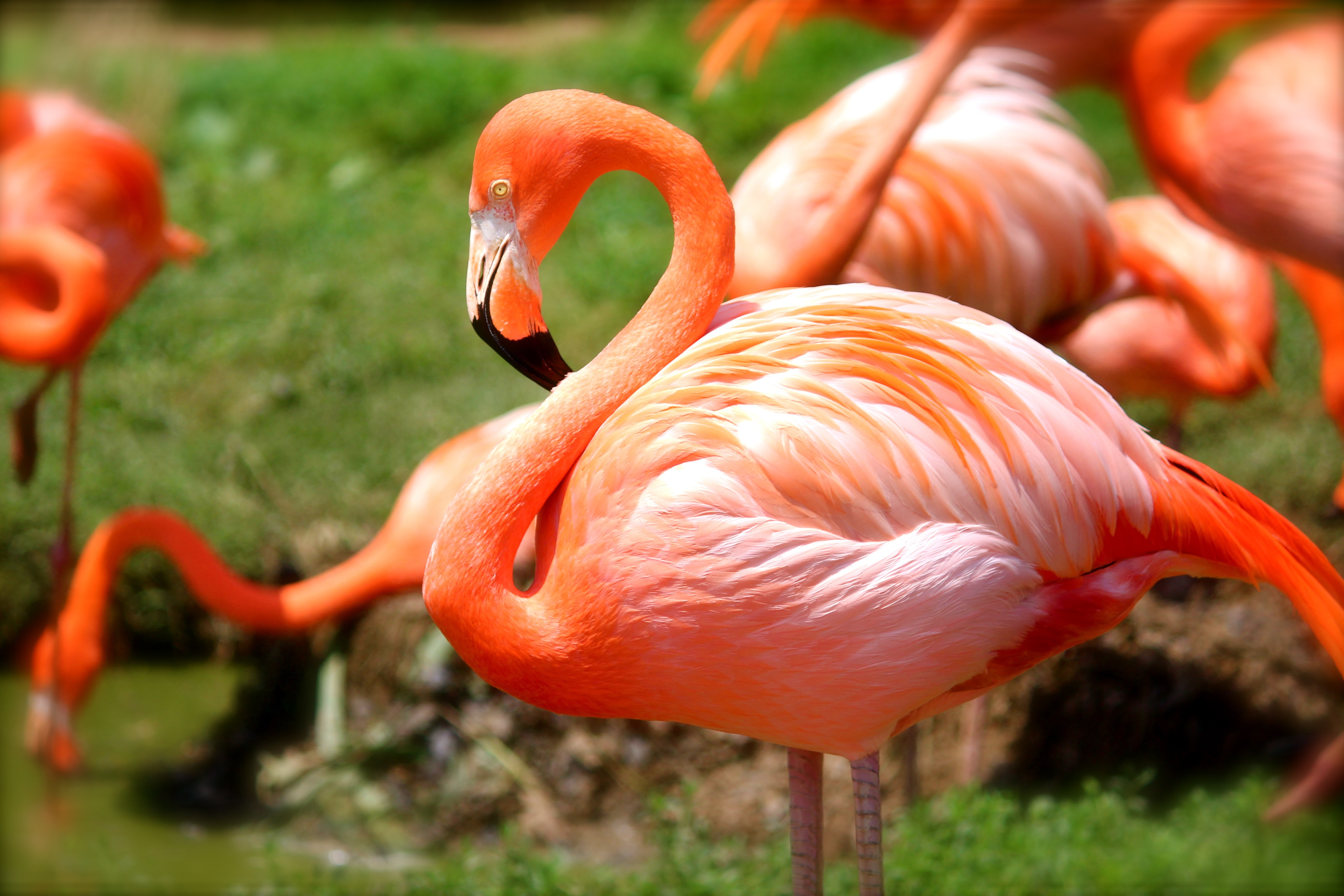 Flamingos