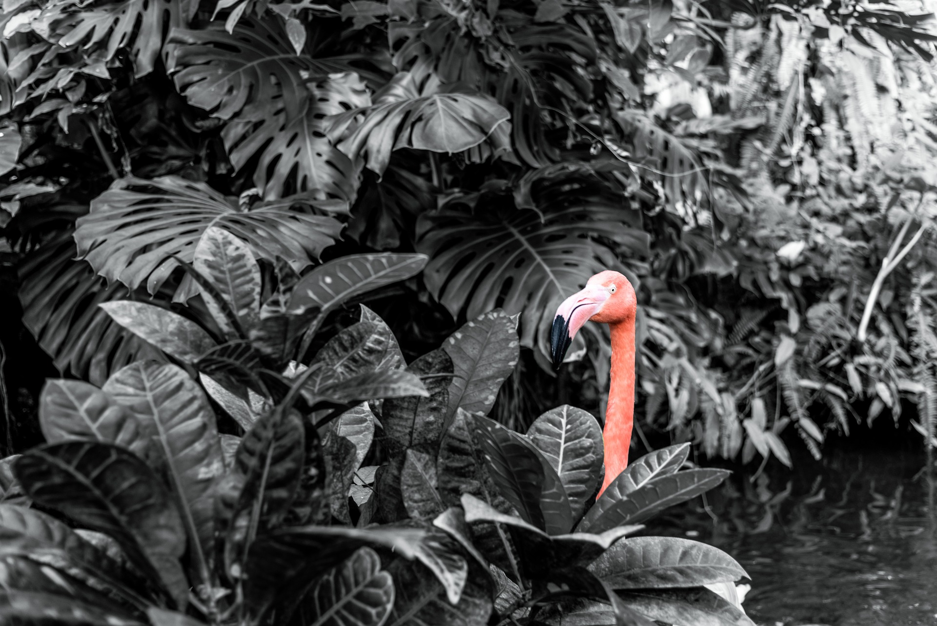 Flamingos