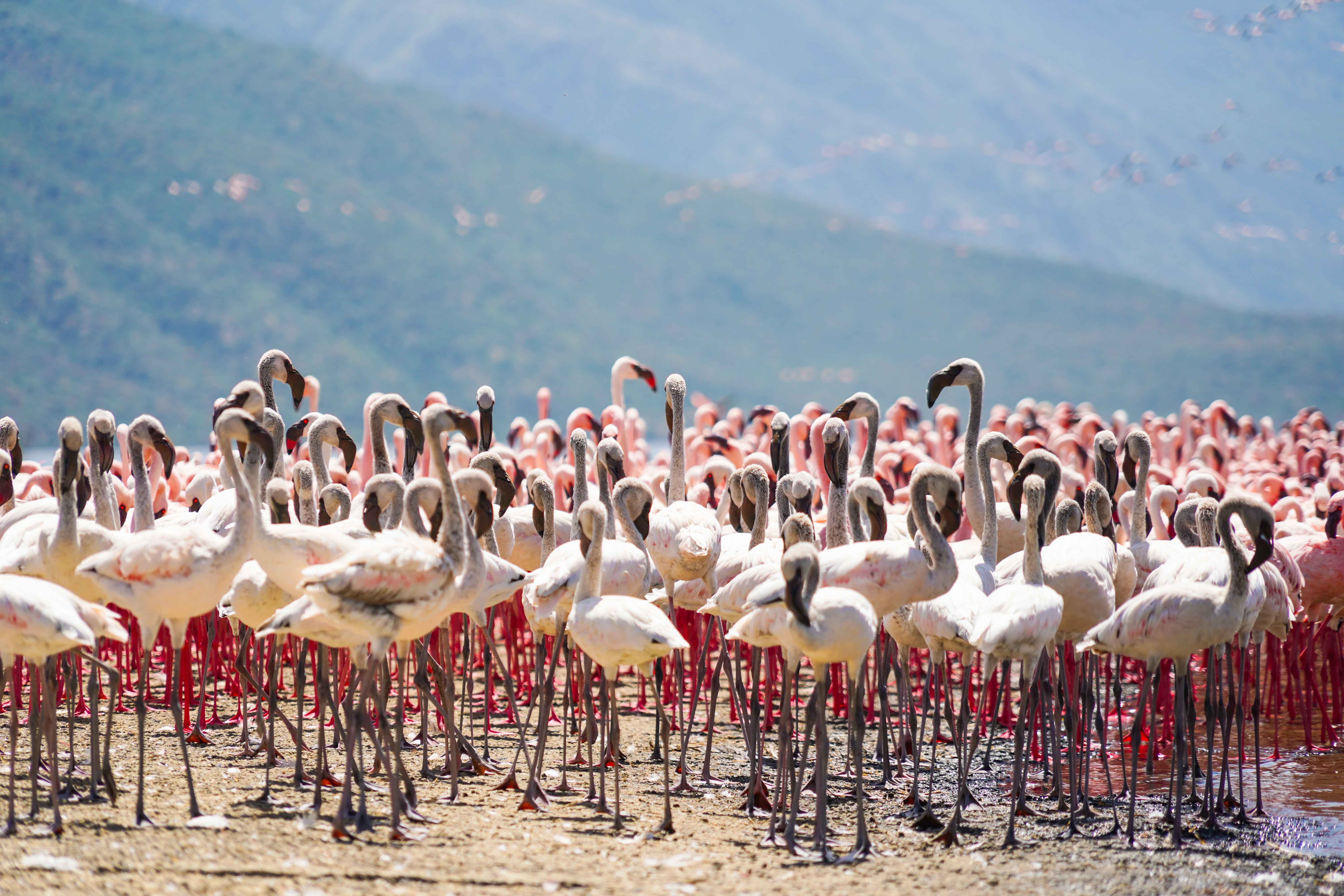 Lake Bogoria, Kenya